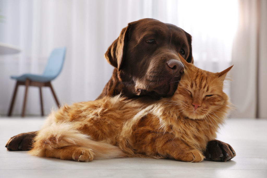 animaux compagnie assurance santé