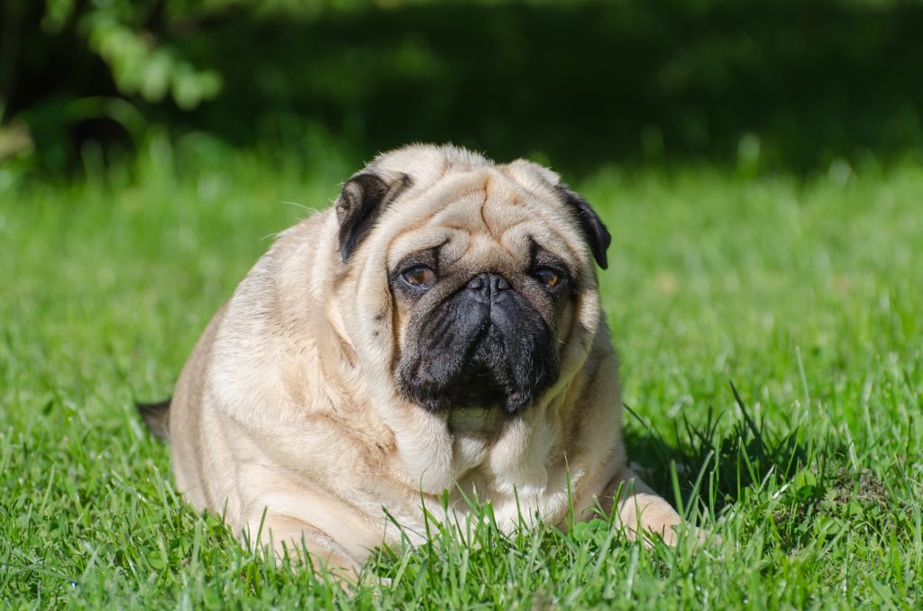 obésité animaux