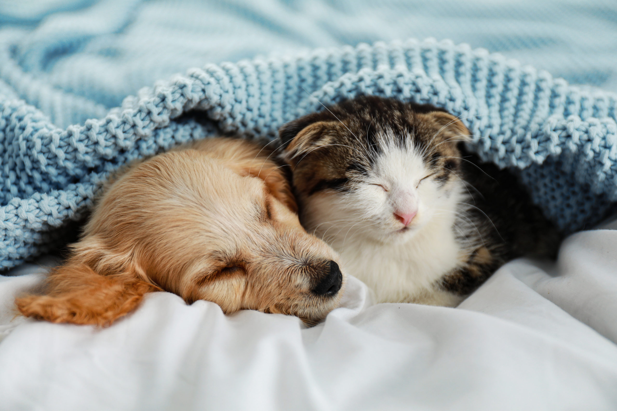 L’assurance santé des animaux de compagnie en hausse pour 2015