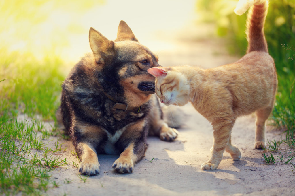 nouveau produit chien chat