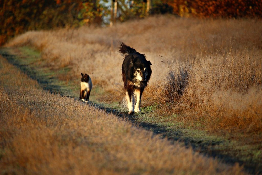 restrictions assurance chiens et chats