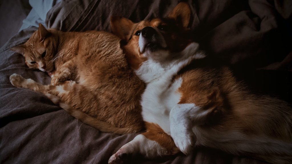 intoxication alimentaire chien chat