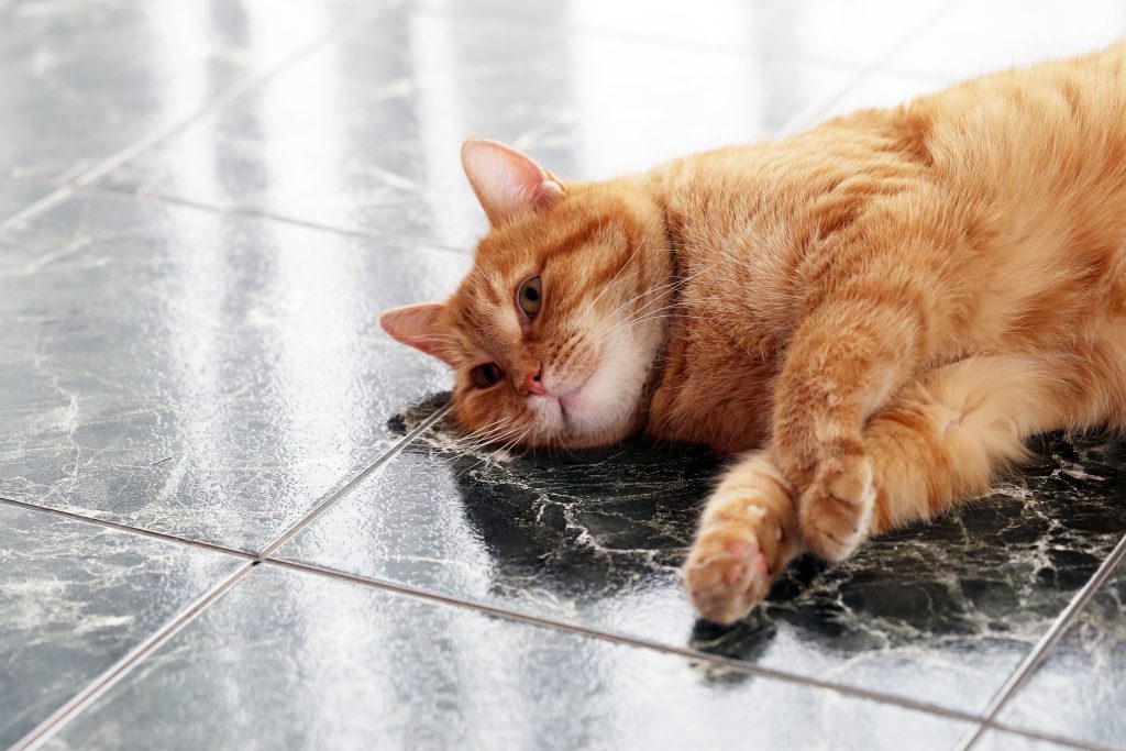Chat en surpoids, que faire ?