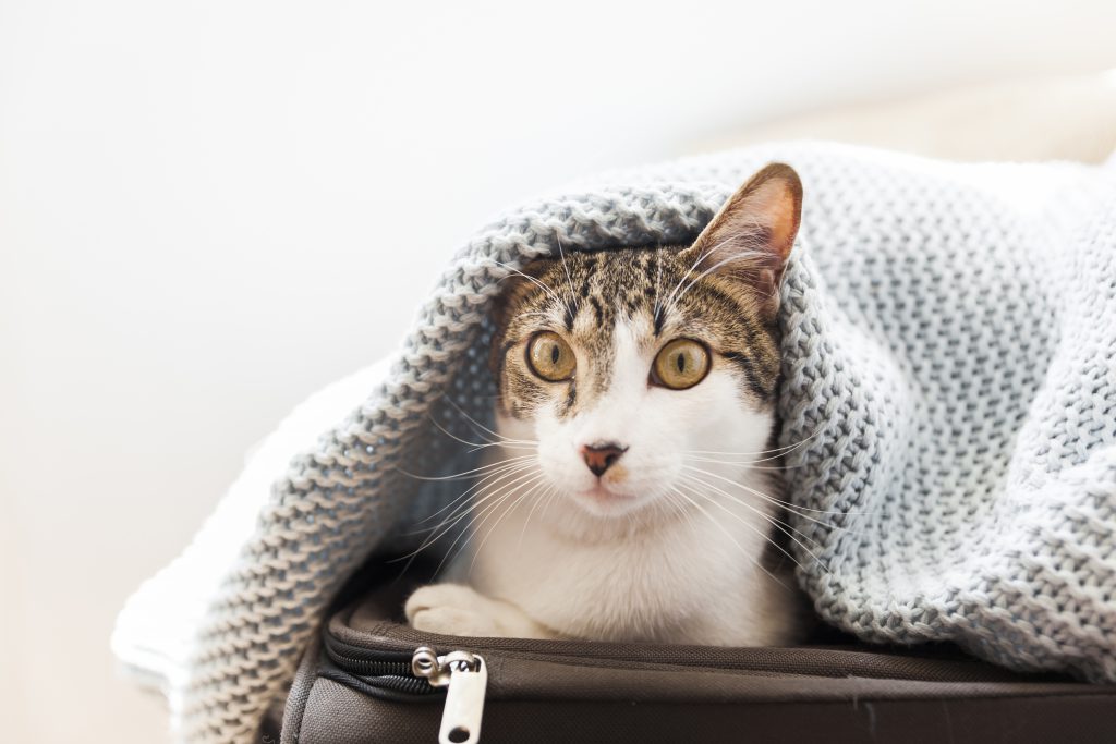 Voyager avec un chat