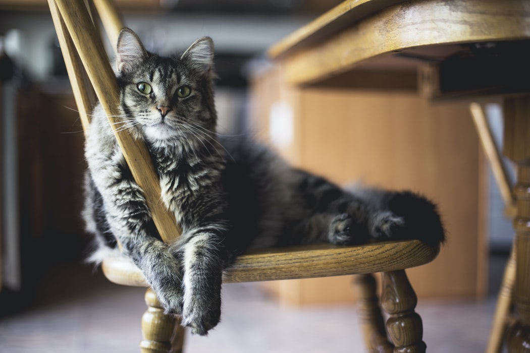 L’importance d’une alimentation adaptée pour les chats stérilisés