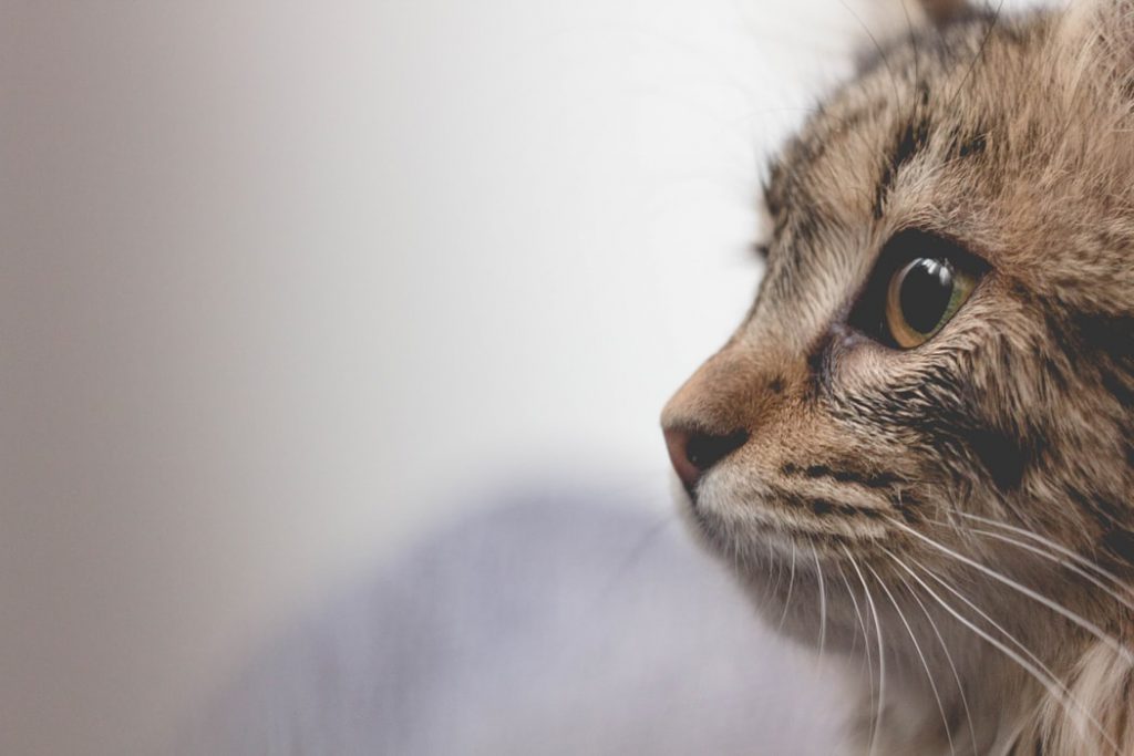Chaton en bonne santé