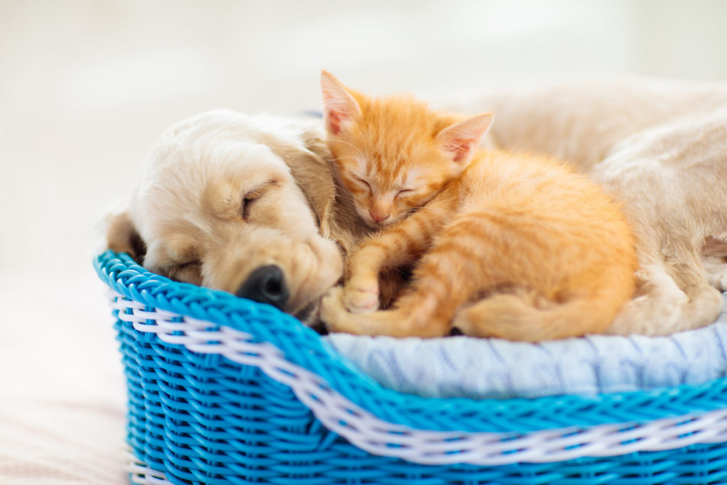 assurance santé chien chat