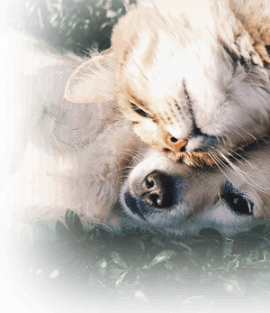 Chien et chat allongés ensemble